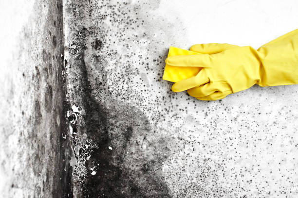 Best Emergency Mold Remediation  in Winnebago, IL
